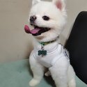 2yrs old pom looking for new home-4