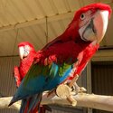 Fully Home Tamed Macaw Parrot Ready for new home