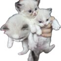 Raggamuffin Kittens For Sale-1