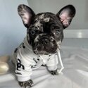 Top Quality imported Bloodline French Bulldog Puppies-2