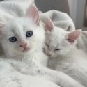 White Maine Coon kittens looking for a family -2