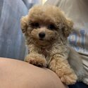 2 Months+ Maltipoo Puppy for Sale-1