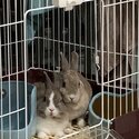 Blue eyed rabbits for sale-0