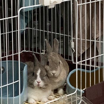 Blue eyed rabbits for sale