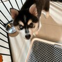 Pomsky for sale. -3