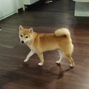 Mame Shiba-1