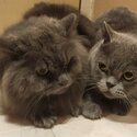 Male Pure Breed British Shorthair &amp; Mixed breed Long Hair Cat for sale -0