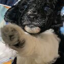 Cute and Lively Parti Toy Poodle Puppies-2
