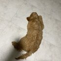 [URGENT] Selling Cavapoodle puppy-1