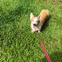 6 yrs old obedient corgi (Adopted)-3