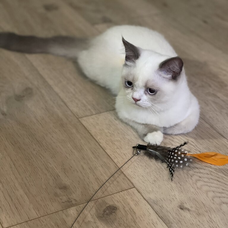 Lovely white/grey British short hair female 