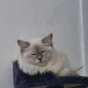 Ragdoll mixed Siberian-2