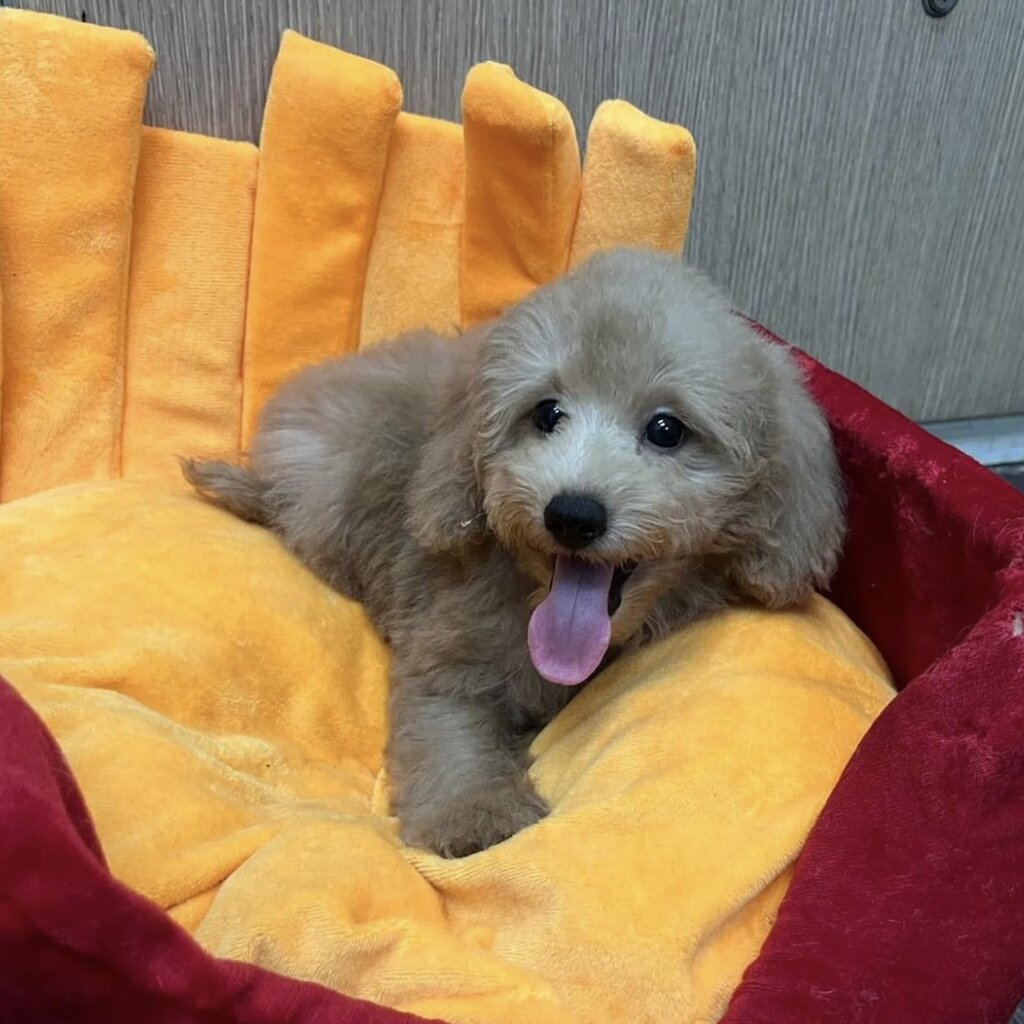 8 month toy poodle for sale