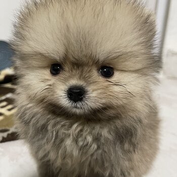 Sable Pomeranian