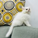 Pedigree British Long Hair Kitten Pure White Pink Paw Looking For New Home,-1