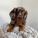 Dachshund Puppies Available 