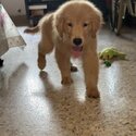 Male Golden Retriever Puppy-0