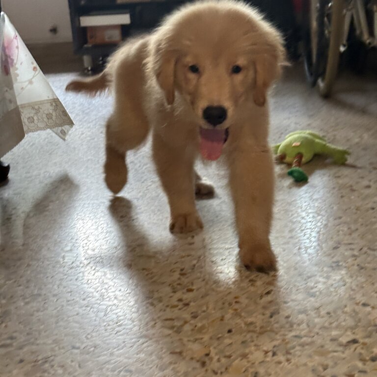 Male Golden Retriever Puppy