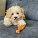 *Taken* Cavapoo Puppy 7 Month Old-1