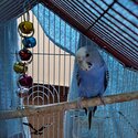 Selling budgie breeding pair-1