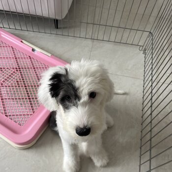 Rare old english sheepdog