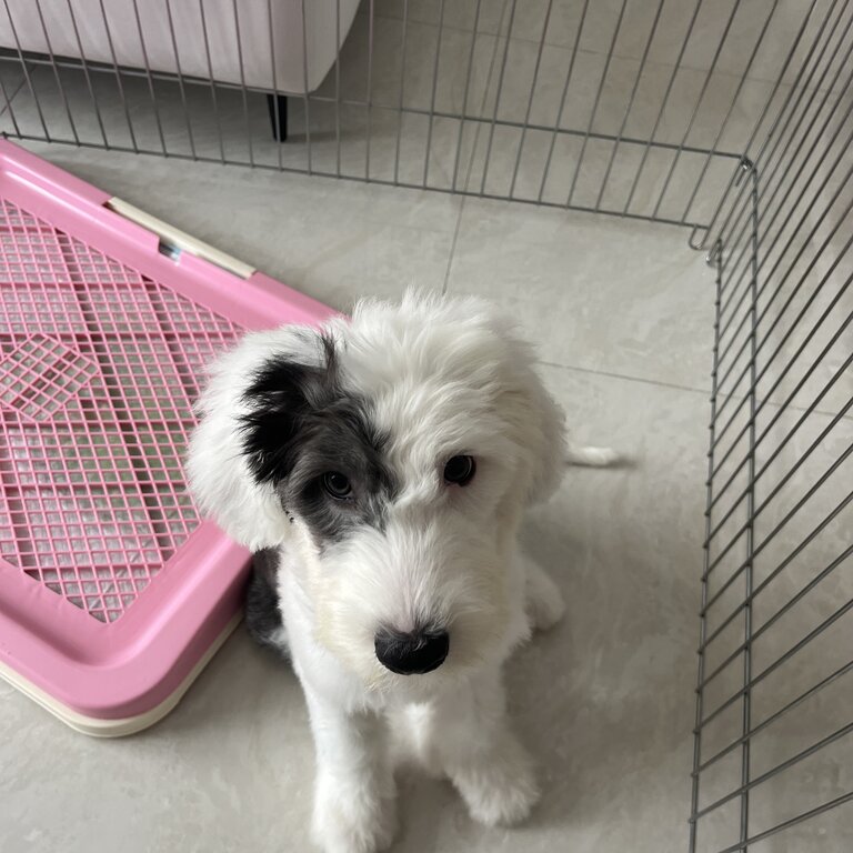 Rare old english sheepdog