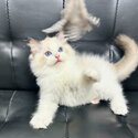 Pure Breed Ragdoll Kitten-1