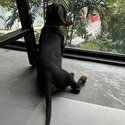 5 month old Black Mini Dashcund to rehome/sell -4