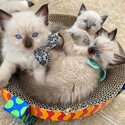 Beautiful Champion Ragdoll kittens-1