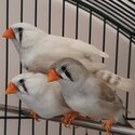 Male &amp; Female Adult Zebra Finch(es) for Sale-3