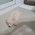 Pomeranian puppy for adoption-1