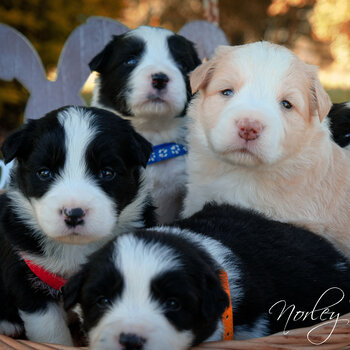 Pedigree Border Collie Puppies