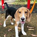 7 months male Beagle -1