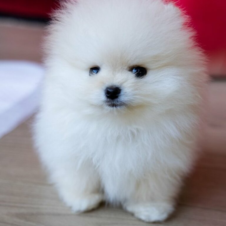 Beautiful Pomeranian puppies 