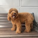 (Not Available, Re-homed): 10-Month-Old Irish Female Brown Labradoodle Puppy-0