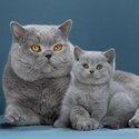 British Shorthair kittens for sale Singapore 