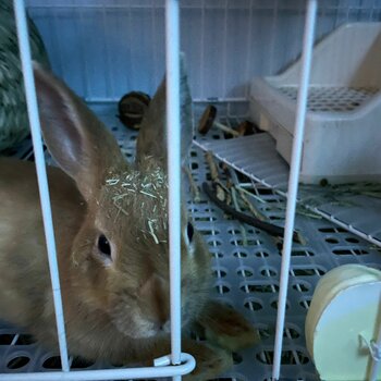 Netherland Dwarf for Adoption