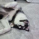 Young Husky Puppy to Rehome-0