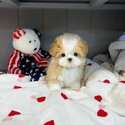 Adorable Maltipoo Puppies for sale