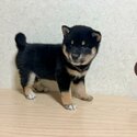 Black shiba Inu puppy for rehome!-4