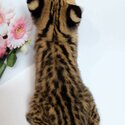 Savannah Kittens for Sale