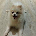 8-month old Pomeranian for sale-1