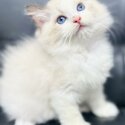 Pure Breed Ragdoll Kitten-4