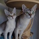 Beautiful 😍 Singapura kittens available now males and females-2