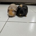 Moving out - Guinea pigs for sale-3