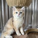 Gold/Silver British short hair kittens for adoption, very affectionate-3