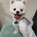 2yrs old pom looking for new home-3