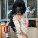 Party toy poodle puppies-1