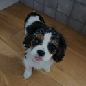 Cavalier king Charles Puppies males and females available now -3