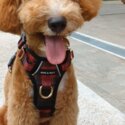 Affectionate &amp; adorable cavapoo-1